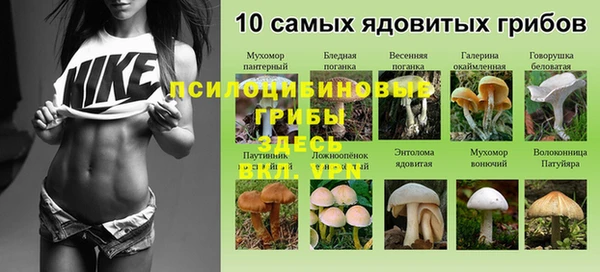стафф Арсеньев